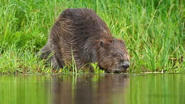 Beaver drinking water by a lake.