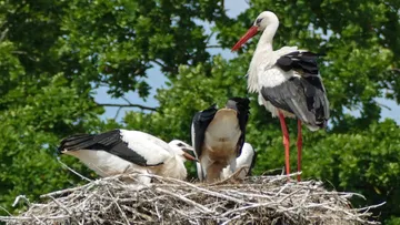 Storchenfamilie im Nest zwischen grünen Bäumen.