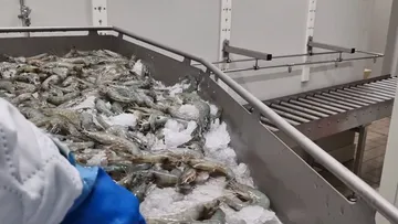 Gefrorene Garnelen auf einem Förderband in der Fabrik.