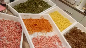 Various colorful pasta types in trays on a table.