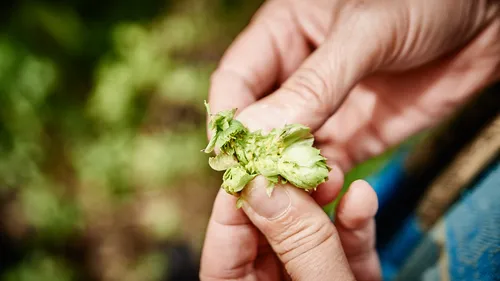Hop Bonization