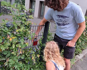 People examining berries on bush beside a fence.