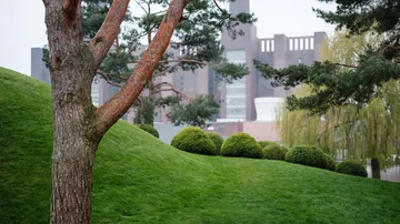 Tree on green hill with urban backdrop.
