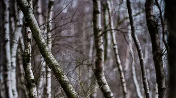 Geneigte Birken in einem Wald