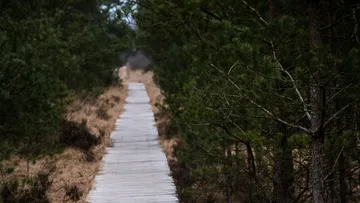 Schmaler Holzweg durch dichten Wald.