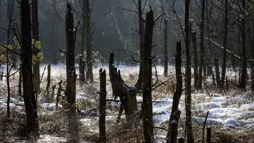 Schneebedeckte Bäume in einem Winterwald.
