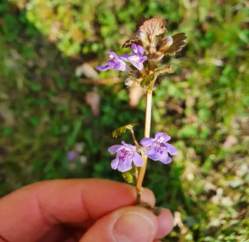 Violette Wildblumen in der Hand, grasbewachsener Hintergrund.