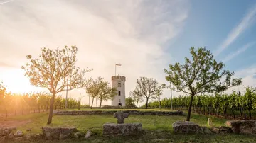 Stone tower surrounded by trees, vineyard, and sunset.