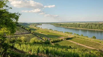 Vineyards along a river in a rural landscape.