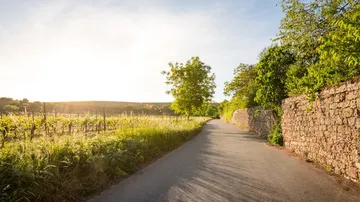 Sunny vineyard path with stone wall