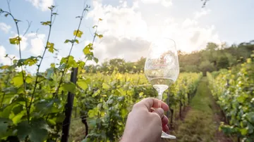Hand haltend ein Weinglas im sonnigen Weingarten.