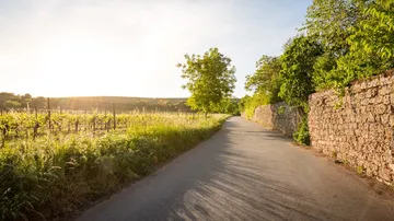Sonnenbeschienener Weinbergpfad mit Steinmauer.