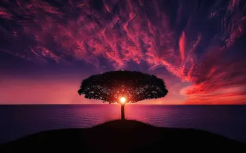 Baum-Silhouette vor rosafarbenem Sonnenuntergangshimmel.