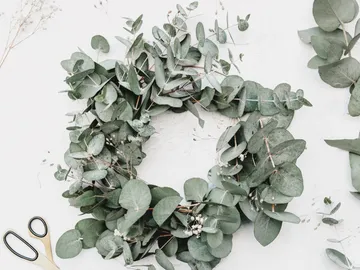 Eucalyptus wreath is laid on a white background with scissors.