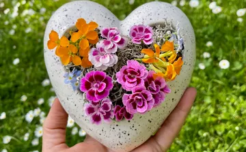 Hand haltender herzförmiger Topf mit bunten Blumen.
