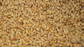Close-up of barley grains in bulk.