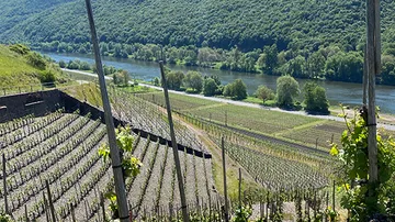 Weinberg mit Pfosten in der Nähe eines Flusses.