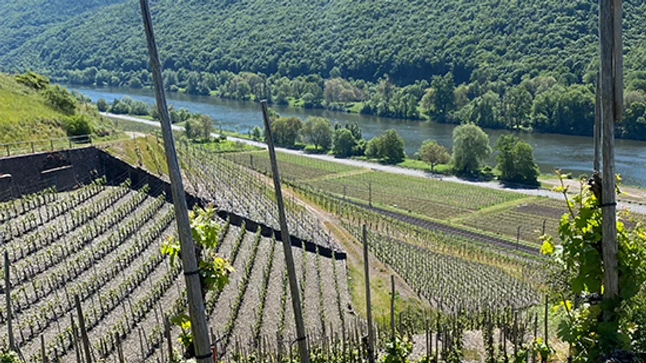 Vineyard with posts near a river.
