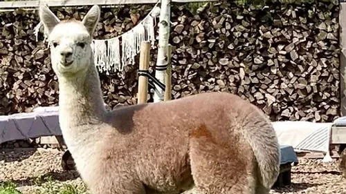 Alpaca standing on grass in front of woodpile.