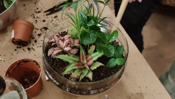 Person, die ein kleines Glasterrarium zusammenbaut