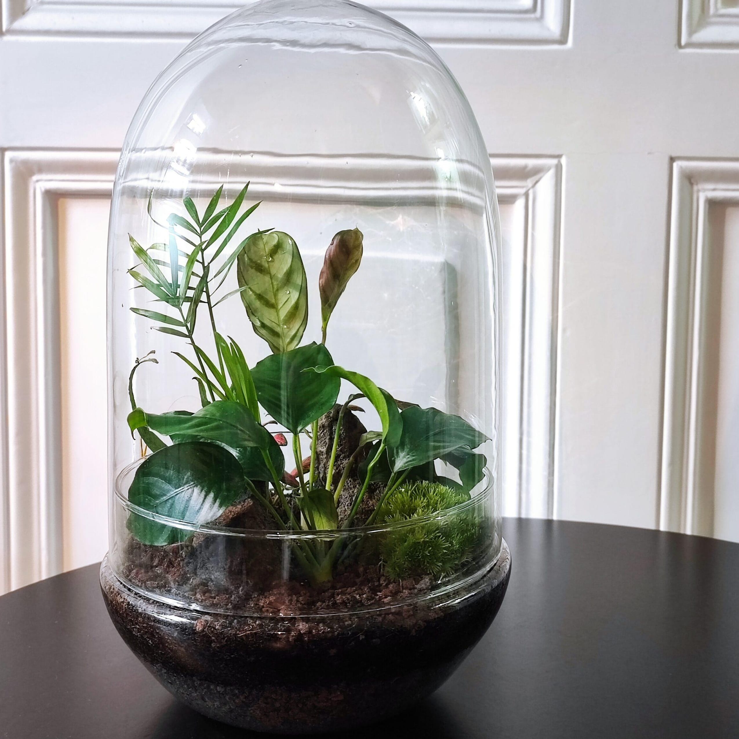 Mini-Dschungel im Glas: Workshop in Esslingen