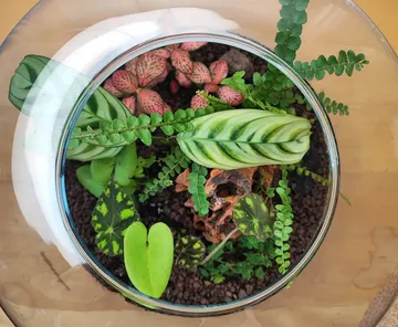 Blick von oben auf das Glasterrarium mit verschiedenen Pflanzen.