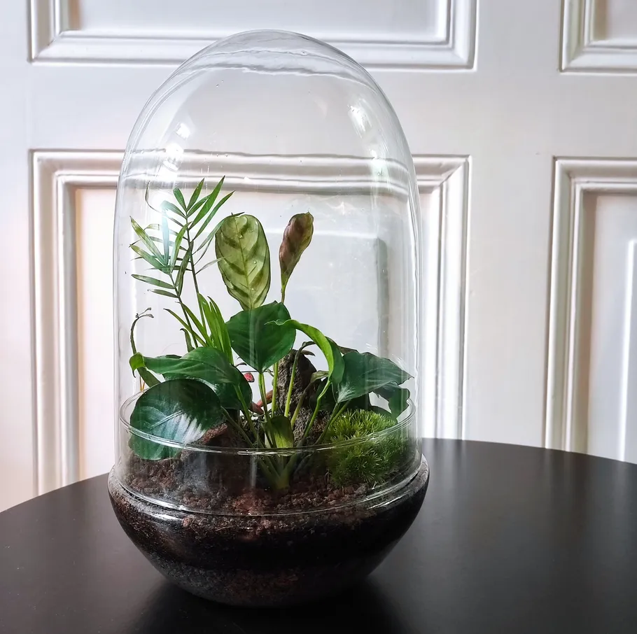 Glasverkleidetes Terrarium mit üppigen grünen Pflanzen.
