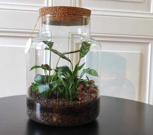 Glasterrarium mit Pflanzen und Korkdeckel.