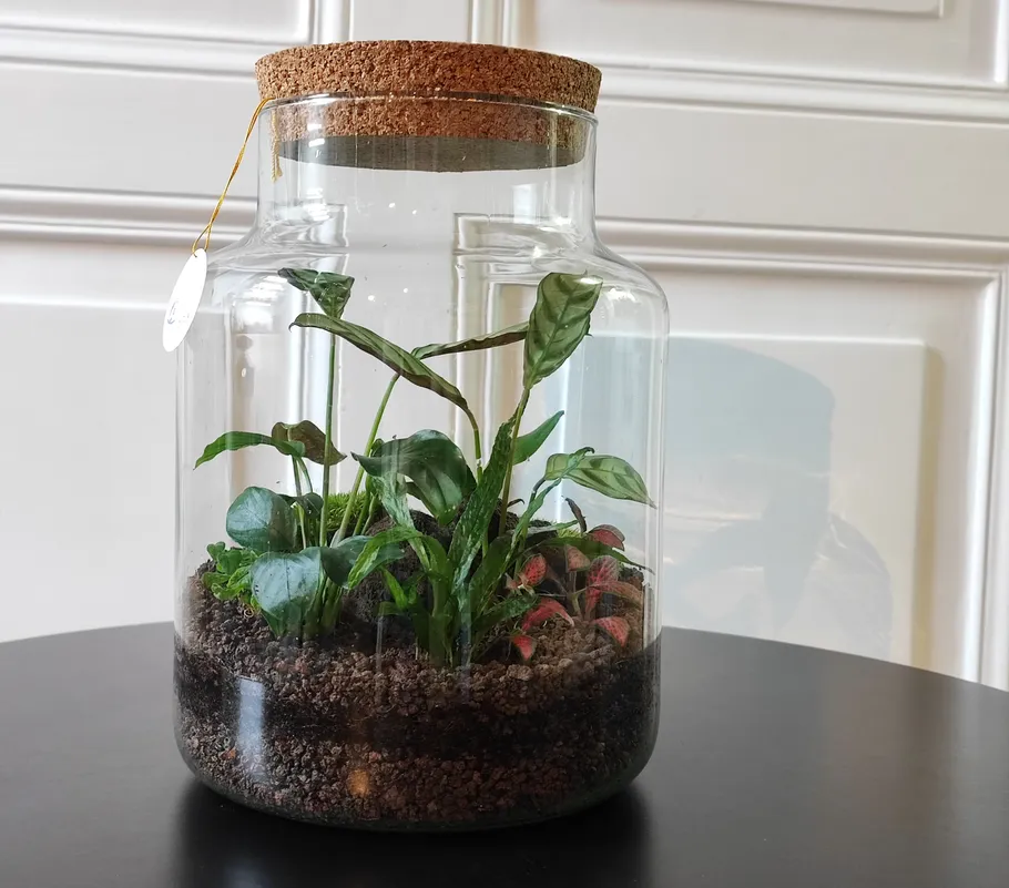 Glasterrarium mit Pflanzen und Korkdeckel.