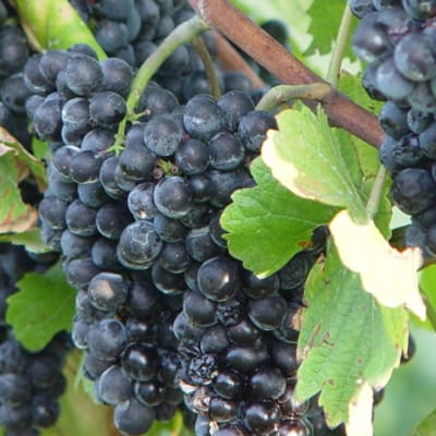 Rotwein-Seminar in München