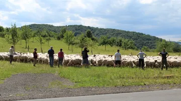 Die Leute versammeln sich um eine Schafherde auf einer grünen Wiese.