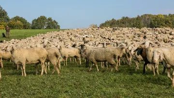 Large flock of sheep grazing in a field.