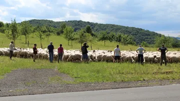 People watching sheep in a green field.