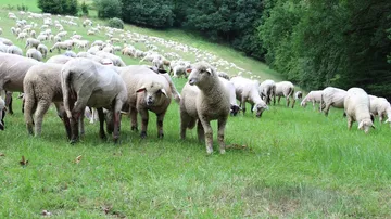 Schafherde, die auf einem grasbewachsenen Hang weidet.