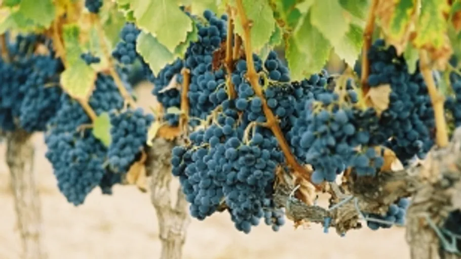 Bunches of grapes hanging on vines.