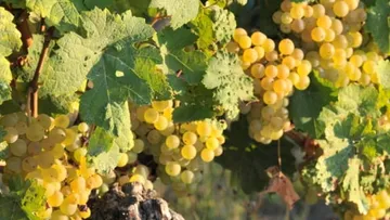 Yellow grapes hanging on vineyard vine.