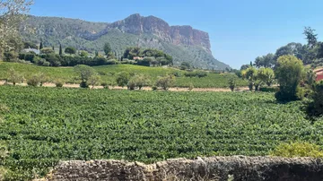 Weinberg mit Bergkulisse unter klarem Himmel.