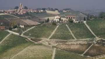 Weinberge auf sanften Hügeln mit Blick auf das Dorf