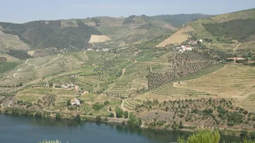 Vineyard terrace landscape by a river.