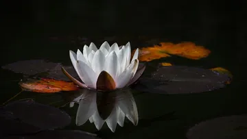Weiße Seerose auf dunklem Teich