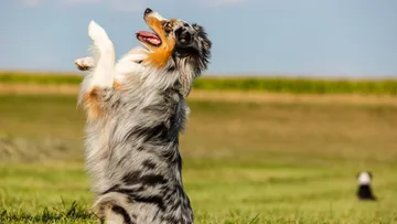 Hund steht auf Hinterbeinen im Feld.