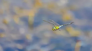 Fliegende Dragonfly mit verschwommenem Hintergrund.