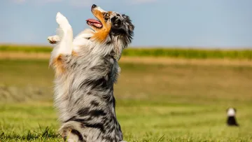 Hund steht auf Hinterbeinen im Feld.