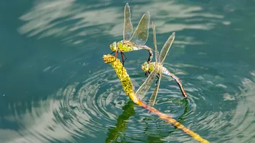 Zwei Libellen ruhen auf einer Pflanze im Wasser.