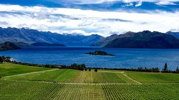 Weinberg mit Blick auf einen großen blauen See und Berge.