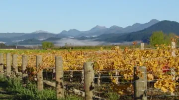 Weinberg mit Herbstlaub unter Bergen.