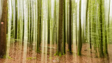 Tall trees in a blurred forest.