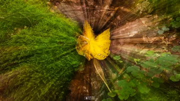 Yellow leaf on mossy ground with light rays