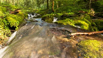 Flowing stream with mossy rocks in forest.