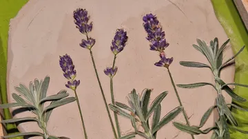 Lavender stems on wet clay with green background.